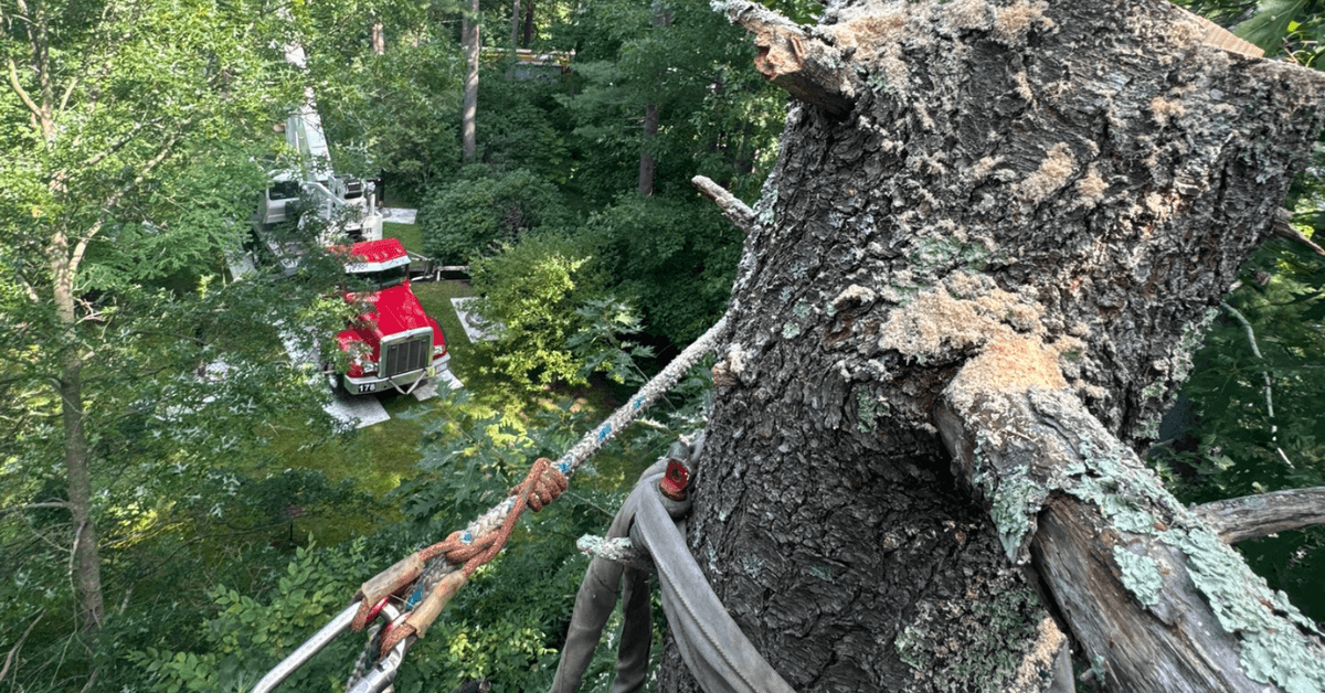 Tree Risk Assessment