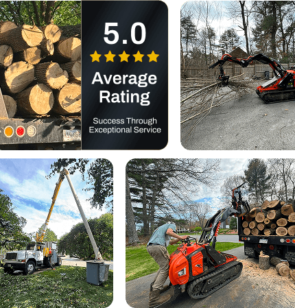 about dover country trees