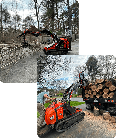 about local tree care