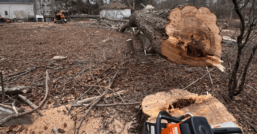 Large oak tree leaning dangerously toward a Boston residential home