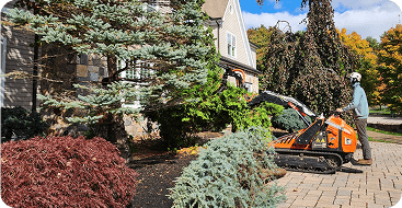 ornamental tree trimming