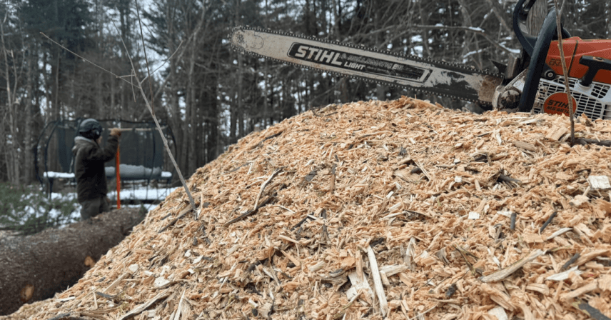 A tree suffering from volcano mulching with mulch piled high against the bark