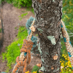 Tree Cabling & Bracing