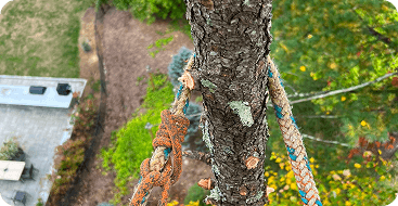 Tree Cabling & Bracing