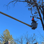 tree pruning trimming