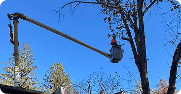 tree pruning trimming