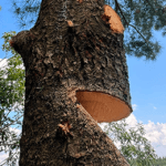 tree removal