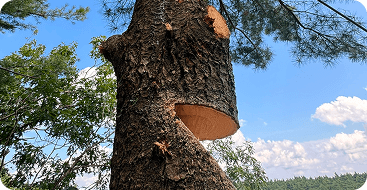 tree removal