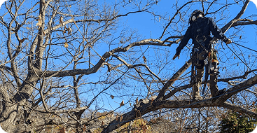 Tree Risk Assessment