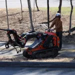 Soaker hose coiled around the base of a mature maple tree in Massachusetts