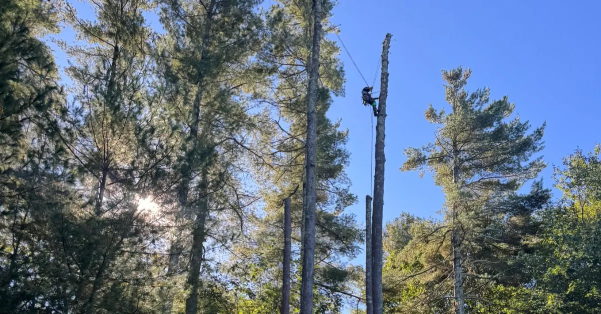 Tree Cabling & Bracing