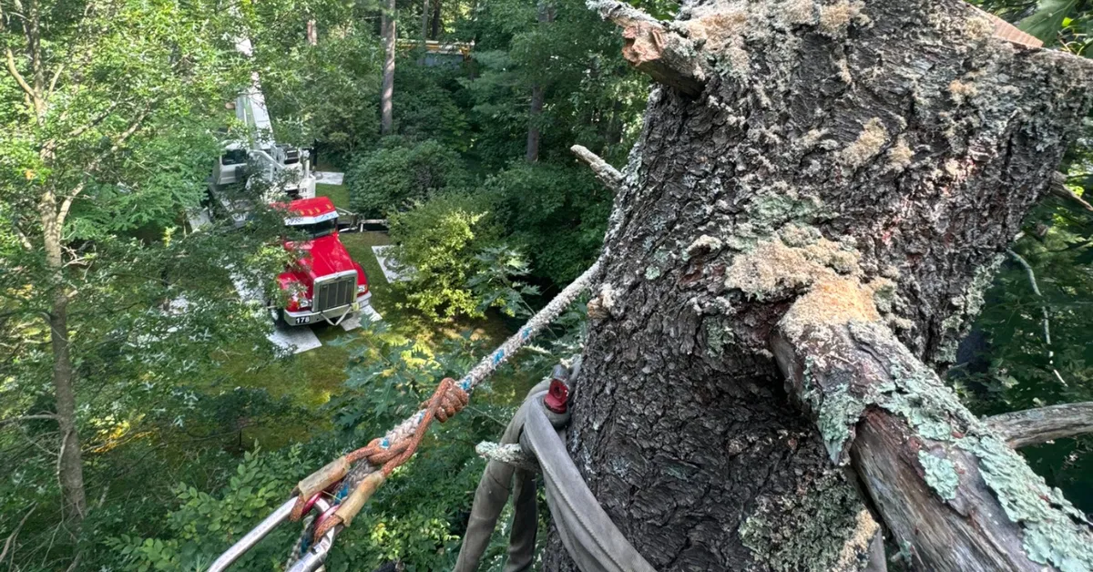 Tree Risk Assessment