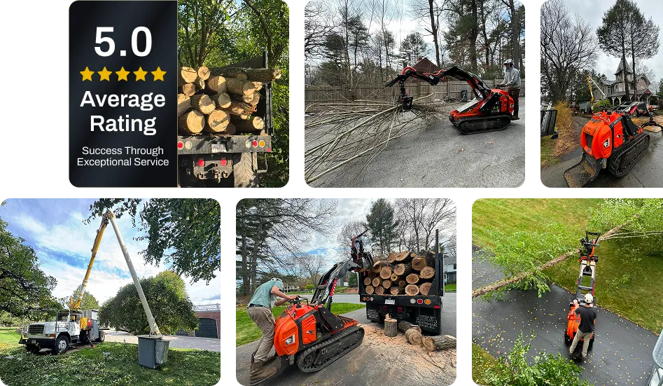 about dover country trees