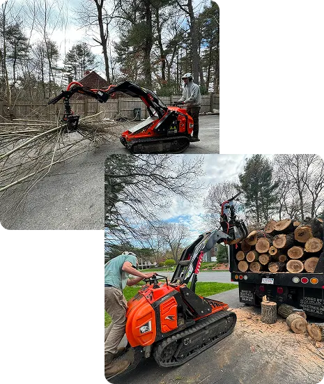 about local tree care