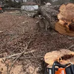 Large oak tree leaning dangerously toward a Boston residential home