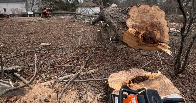 Is Your Boston Tree a Hazard? 7 Signs of Structural Instability