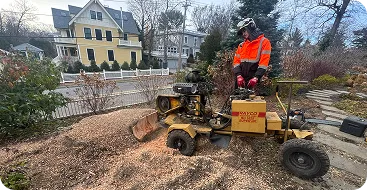 stump grinding