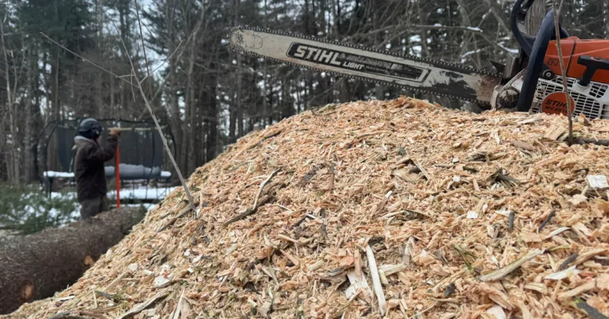 A tree suffering from volcano mulching with mulch piled high against the bark