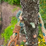 Tree Cabling & Bracing