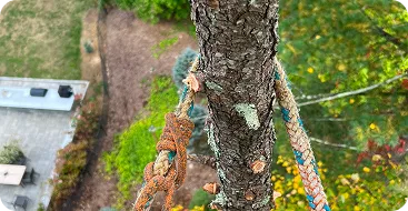 Tree Cabling & Bracing