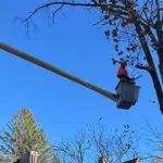 tree pruning trimming