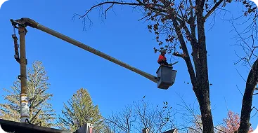 tree pruning trimming