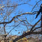 Tree Risk Assessment