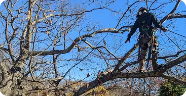 Tree Risk Assessment