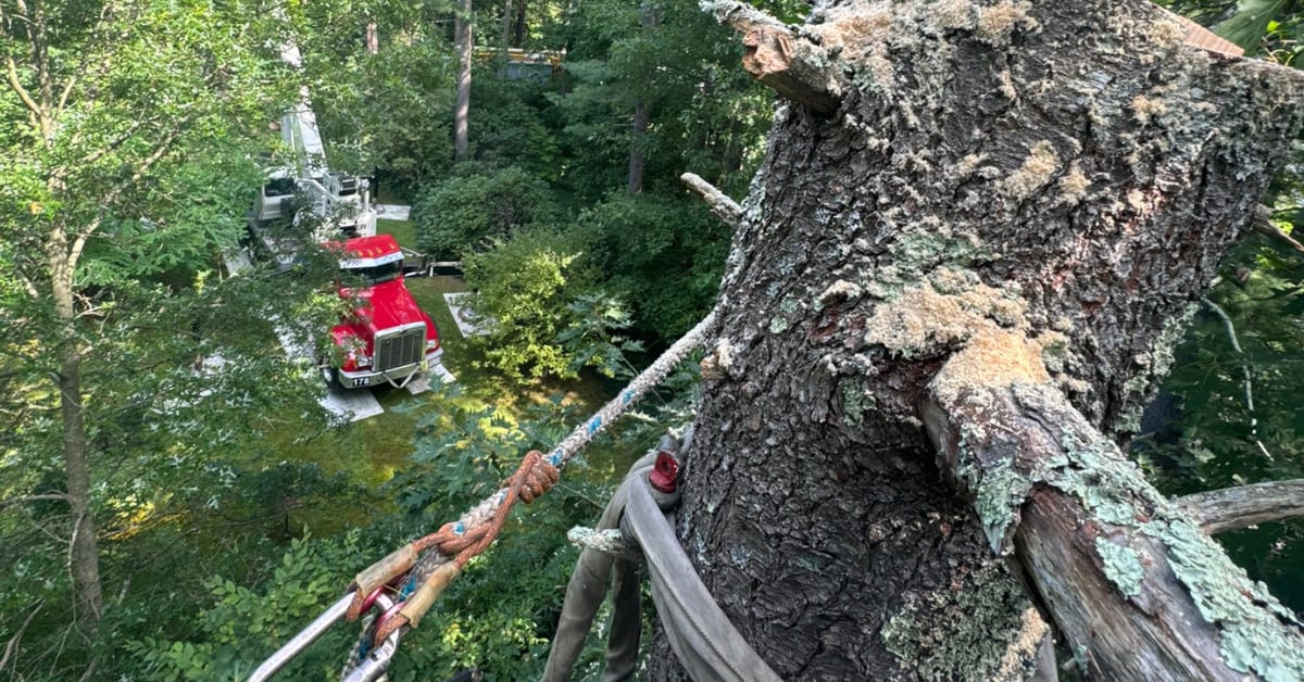 Tree Risk Assessment