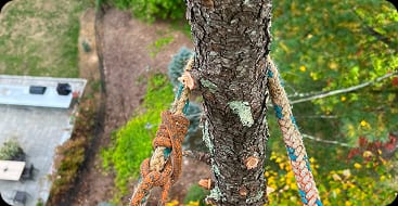 Tree Cabling & Bracing