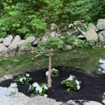 tree planting