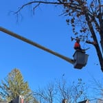 tree pruning trimming