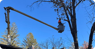 tree pruning trimming