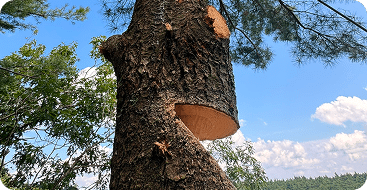 tree removal