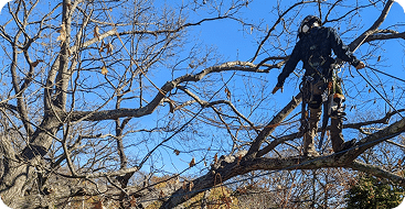 Tree Risk Assessment